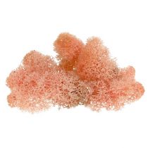 Article Mousse décorative Mousse d&#39;Islande rose 400g