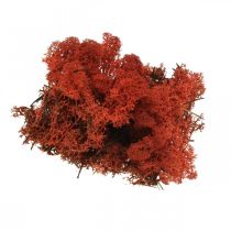 Article Mousse décorative rouge de Sienne mousse naturelle pour l&#39;artisanat séchée et teinte 500g