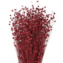 Article Lin Bordeaux Rouge Décoration Séchée Fleurs Séchées L55cm 80g