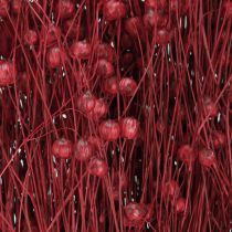 Article Lin Bordeaux Rouge Décoration Séchée Fleurs Séchées L55cm 80g