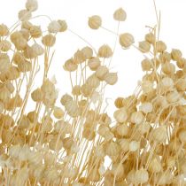 Lin blanchi fleuristerie sèche herbes sèches 100g