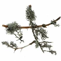 Mousse de lichen mousse grise avec branches 750g