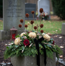 Article Glabrum Leucospermum Fleurs séchées 25-40cm 25 pcs