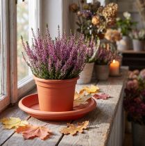 Article Soucoupe en plastique terracotta Ø24 cm pour pots de fleurs