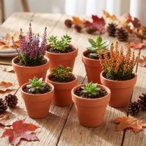 Article Lot de 10 petits pots en terre cuite Ø5cm H4cm