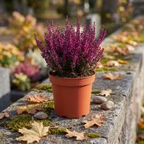 Article Lot de 10 pots de fleurs en plastique Ø19 cm terracotta