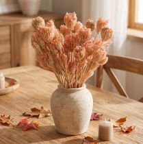 Article Fleurs séchées — Fenouil saumon 50 cm, Ø 4-5 cm, 100 g