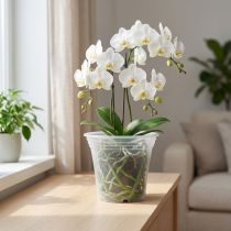 Article Pot de fleurs transparent en plastique Ø17cm