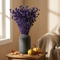 Article Bouquet de Chardons Séchés Violets 44-58 cm 100 g