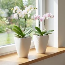 Article Pot pour orchidées en plastique blanc H16,5 cm - Lot de 2