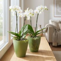 Article Lot de 2 pots pour orchidées en plastique vert H16,5 cm