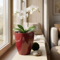 Article Pot en plastique brillant pour orchidées Bordeaux Ø12,5 cm