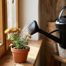 Article Rose d’Arrosoir Noir pour Arrosoir 5L