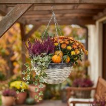 Article Panier suspendu déco en bois blanchi et bord foncé Ø34cm