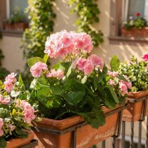 Article Géranium Artificiel Rose avec 7 Fleurs H38cm