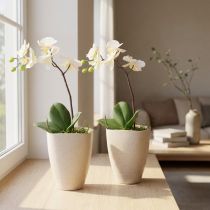 Article Lot de 2 Pots pour Orchidées en Plastique Beige Motté 13,5x13cm H16,5cm