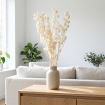 Article Physalis séchées blanchies 75-80 cm – Fleurs décoratives naturelles pour la maison