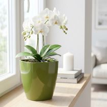 Article Pot pour orchidée brillant en plastique vert olive Ø12,5 cm