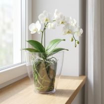 Article Pot à Orchidées Transparent Brillant en Plastique Ø12,5cm