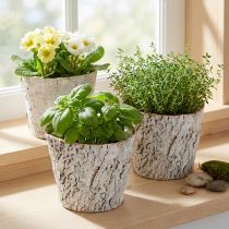 Article Lot de 4 pots en écorce de bouleau blanche avec doublure plastique – Ø12 cm