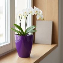 Article Pot Orchidée Brillant 12,5 cm Violet