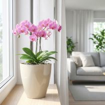 Article Pot pour orchidées en plastique brillant sable Ø12,5cm