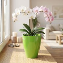 Article Pot pour Orchidées Brillant en Plastique Ø12,5cm Lime