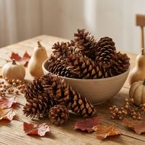 Article Pommes de pin naturelles de Weymouth 2,5 kg