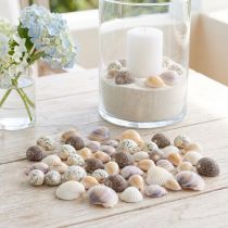 Article Mini Coquillages et Petits Escargots Décoratifs 1-3 cm 340 g