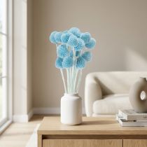 Article Craspedia fleurs séchées bleues 55 cm - Lot de 20