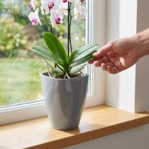 Article Pot pour orchidées en plastique gris brillant Ø12,5cm