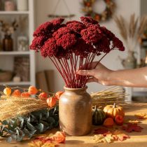 Article Achillée séchée décorative rouge vin – Sachet 1 kg