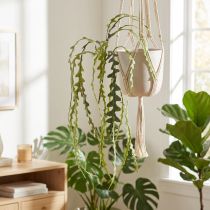 Article Kaktus en forme de scie artificiel Epiphyllum anguliger 68 cm – Lot de 3