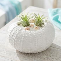 Article Coupe décorative ovale en céramique blanche 19x15x8,5 cm