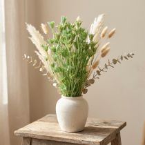 Article Fleurs séchées Nigella orientalis vert sauge 50 cm - 100 g