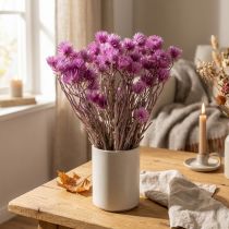 Article Fleurs séchées Capblumen violettes – Bouquet naturel 42 cm