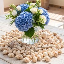 Article Coquillages naturels maritimes 2–4 cm 300 g