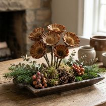 Article 100 Tiges de Compacta Rosette Séchées Naturelles pour Décoration