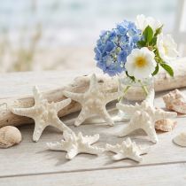 Article Lot de 15 étoiles de mer séchées blanches 7-11 cm pour décoration et loisirs créatifs