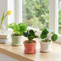 Article Lot de 3 mini plantes vertes artificielles en pot - H 15 cm