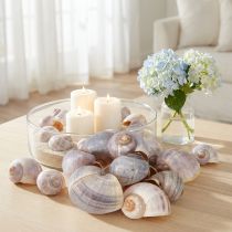 Article Coquilles de Escargots Naturelles 1 kg