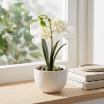 Article Mini orchidée artificielle blanche en pot 15 cm