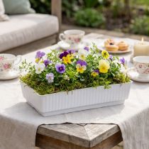 Article Plateaux floraux en plastique blanc 15 x 8 x 4 cm (lot de 10)