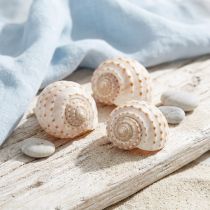Article Coquilles naturelles Tonna Tessalata 10-14 cm - Lot de 7