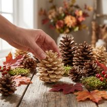 Article Pommes de pin naturelles vanille 5-18 cm - Lot de 25