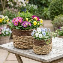 Article Set de 2 paniers ovales en osier naturel avec doublure plastique, 30/22 cm et 20/17 cm