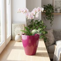 Article Pot pour Orchidées en Plastique Brillant 12,5 cm Couleur Cerise