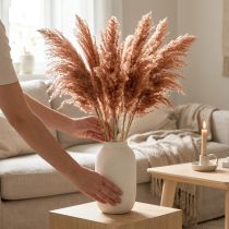 Article Herbe de Roseau Séchée 75cm 10pcs Abricot pour Décoration Bohème
