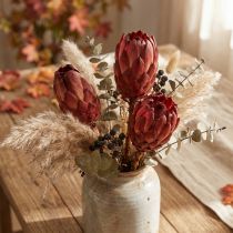 Article Fleurs séchées Protea Grandiceps rouges - Lot de 25