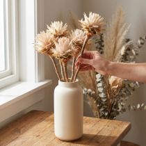 Article Fleurs séchées naturelles Leucospermum Plumosum, crème, 25 pièces